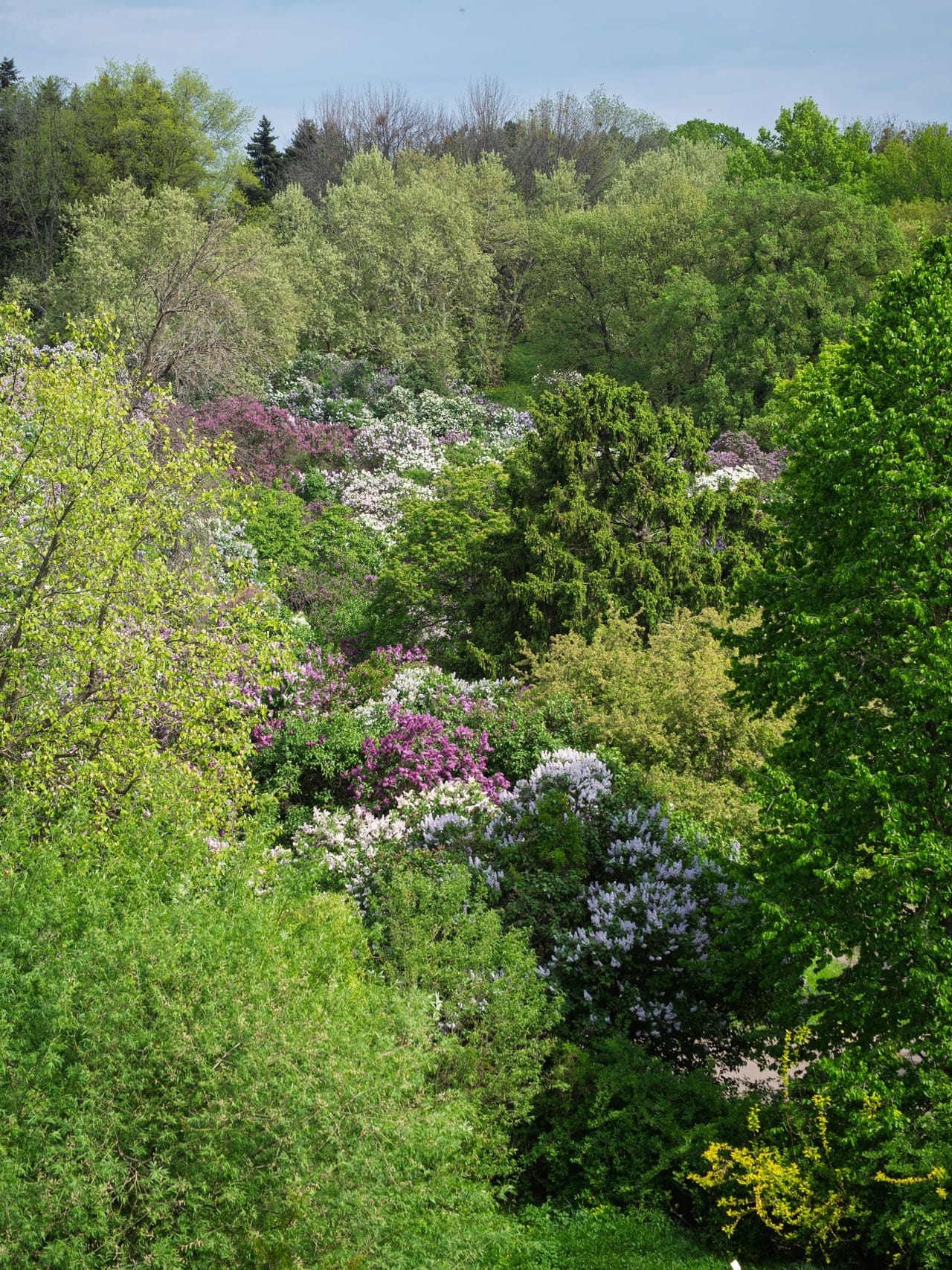 Lilacs in bloom among green trees on a hillside